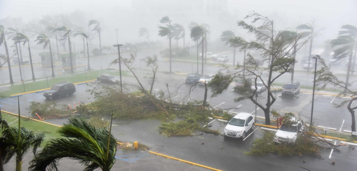 Trees topple in a parking lot at Roberto Clemente Coliseum in San Juan.
