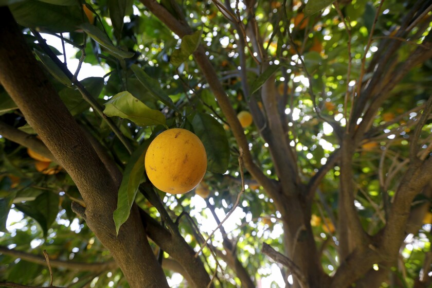 A ripe orange in the backyard of Fountain Valley homeowner Earle Davis, ready to be picked for South County Outreach.