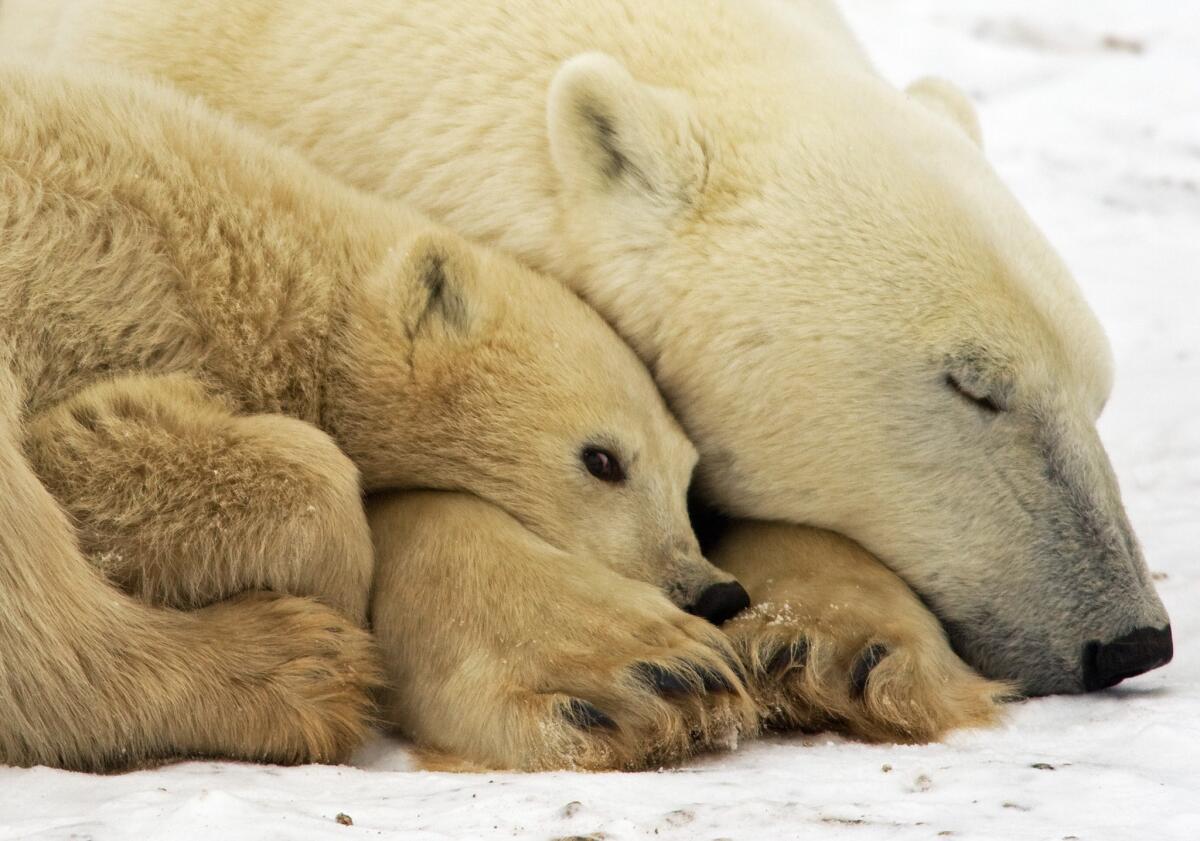 Polar bear with her cub on the Canadian tundra. Will she have the right to her day in court?