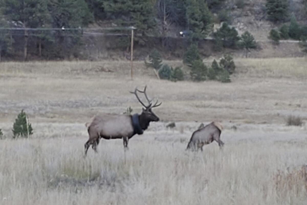 An elk stands in a field with a car tire around its neck.