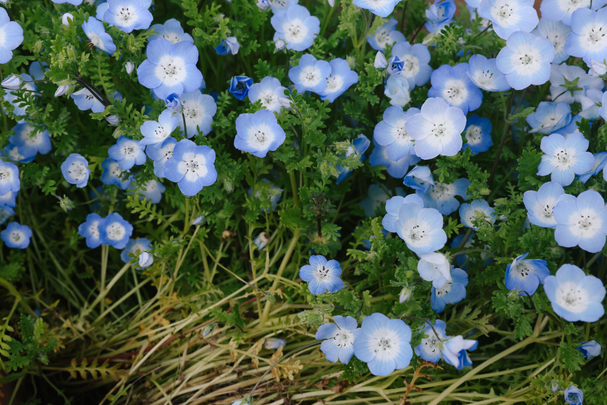 A closeup of small blue flowers with white centers.