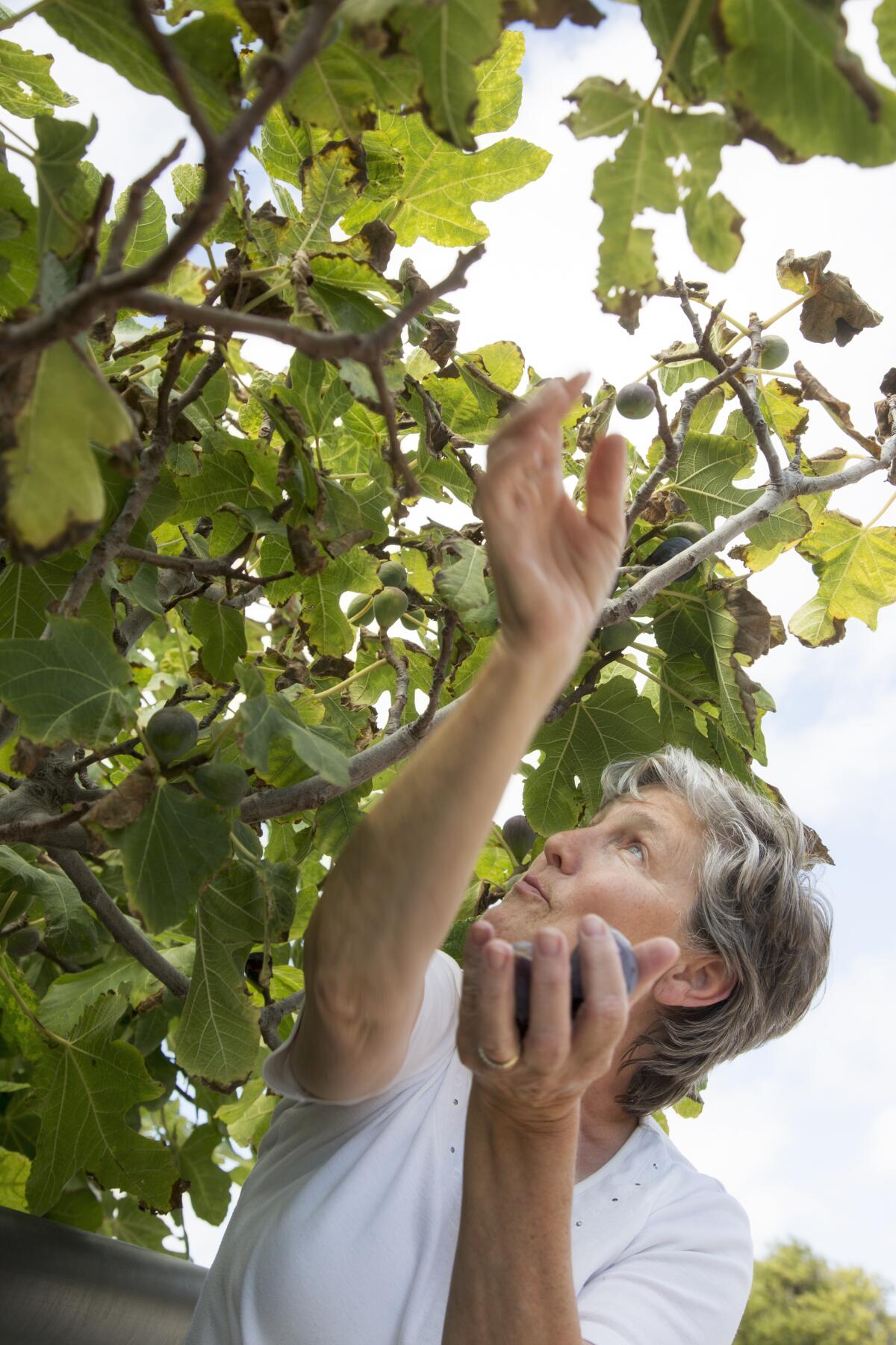 A woman in her 60s picking figs from a tree.