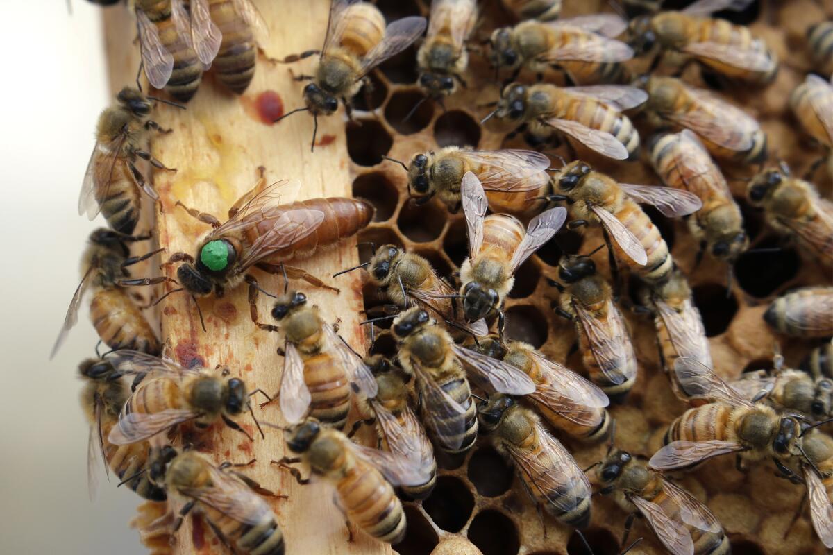 A swarm of bees on a honeycomb.