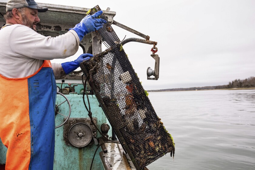 This image provided by Jennifer Bakos shows fisherman Dwight Souther of Seabrook, N.H., hauling in a trap of green crabs, Sunday June 12, 2022, off the coast of New Hampshire. Green crabs, an invasive species wreaking ecological and economic havoc along the New England coast, are being used by a New Hampshire distillery to create House of Tamworth Crab Trapper, a green crab-flavored whiskey. (Jennifer Bakos via AP)