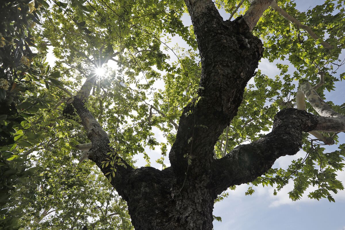 The city of Laguna Beach was just named a Tree City USA community for the third year in a row.
