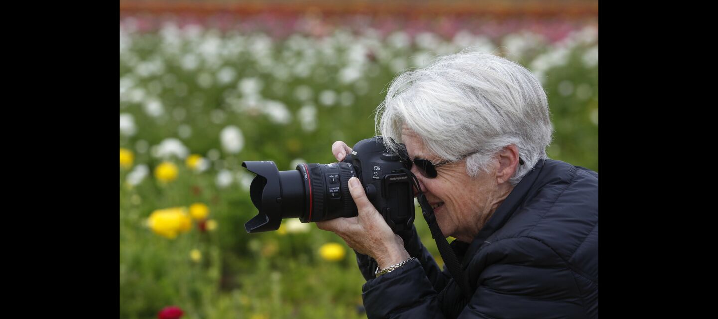 Janet Fry of Vista takes pictures of ranunculus flowers on the opening day of The Flower Fields in Carlsbad.