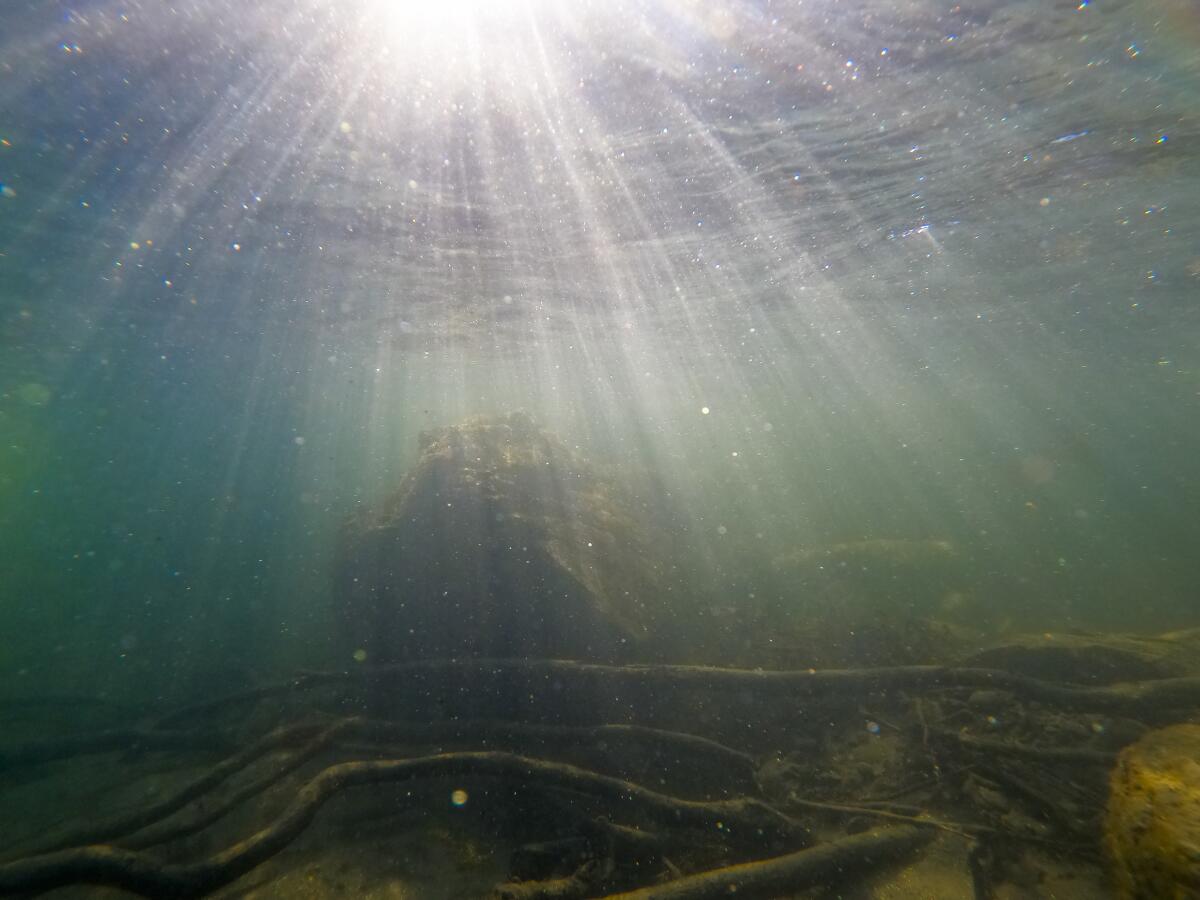 An underwater scene in a tributary of the Sacramento River.