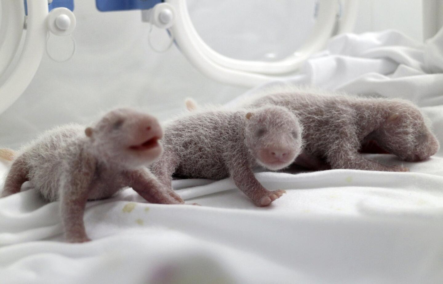 Newborn giant panda triplets, which were born to giant panda Juxiao (not pictured), are seen inside an incubator at the Chimelong Safari Park in Guangzhou, Guangdong province August 4, 2014.