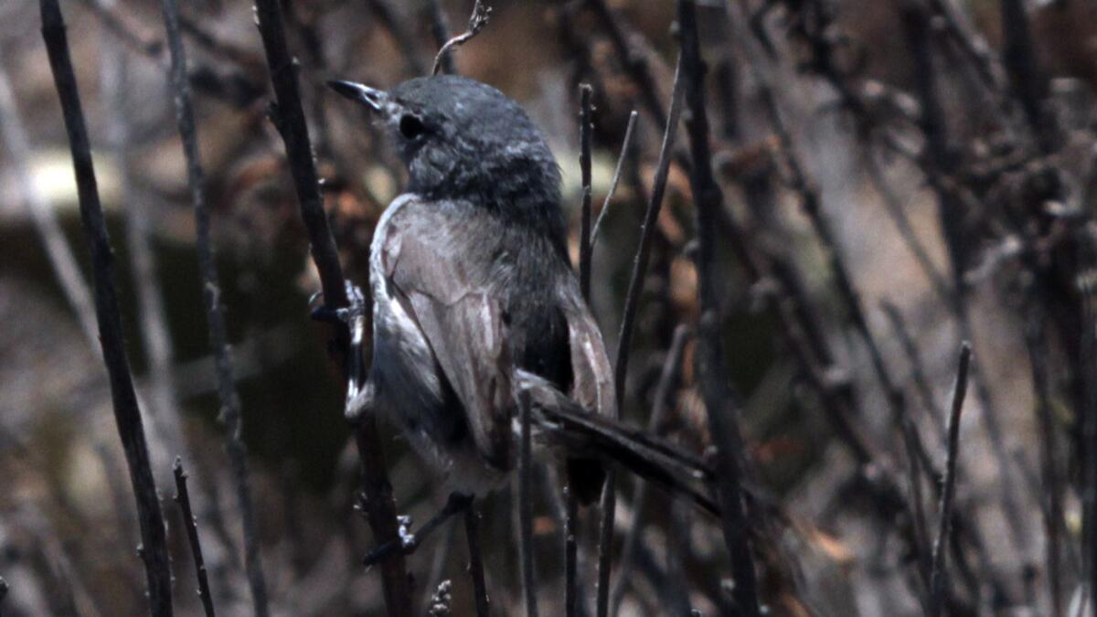 California gnatcatchers, like this one pictured on the Palos Verdes Peninsula, make their home at Fairview Park in Costa Mesa.