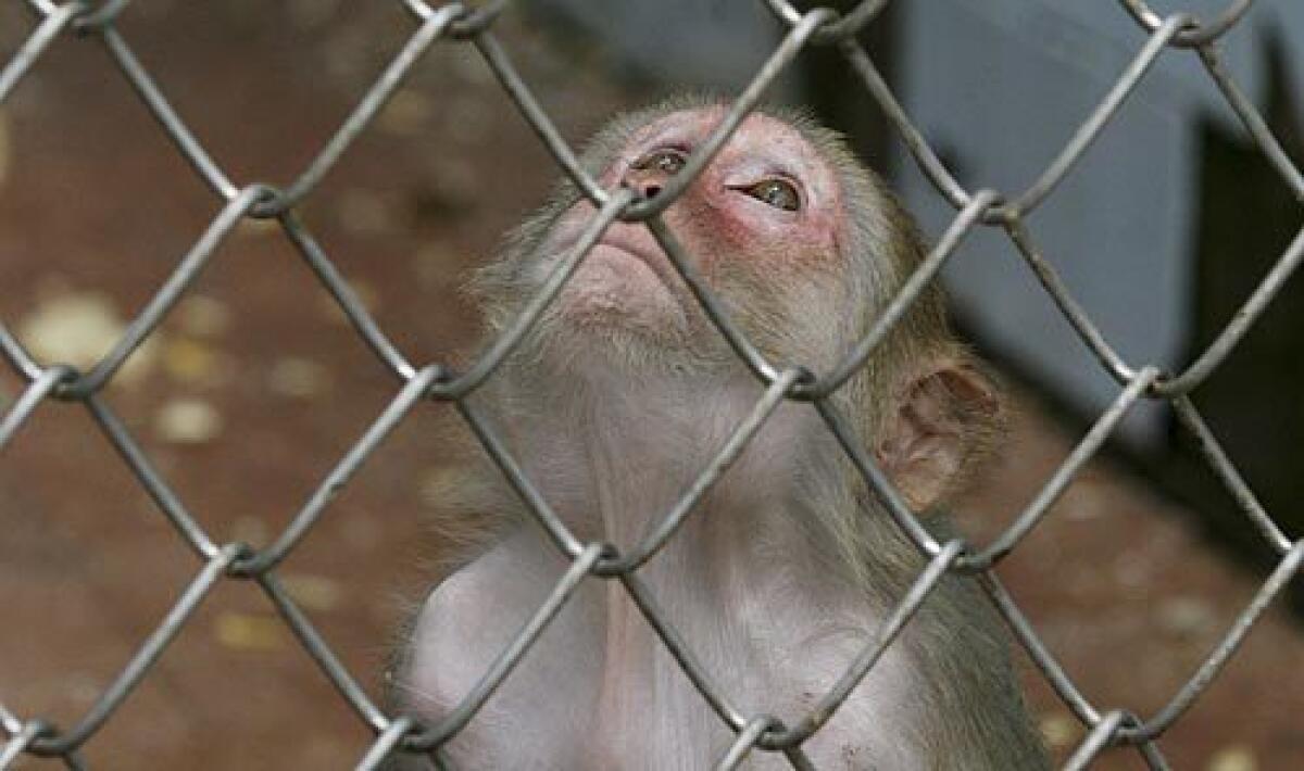 A monkey looks through its cage at the sanctuary in Sukhumi. Like the theoretically meaningless license plates, flags and passports churned out by the Abkhazian government, the monkeys stand as thin evidence that the breakaway Georgian republic is a real country.