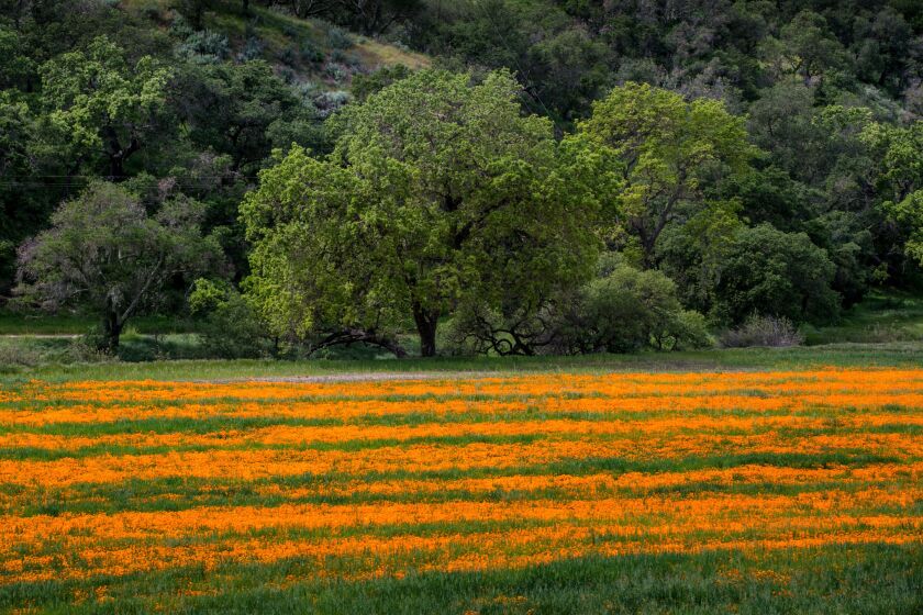 Wild poppies abloom in March illuminate Tepusquet Canyon in the Santa Maria Valley, an under-the-radar wine region.