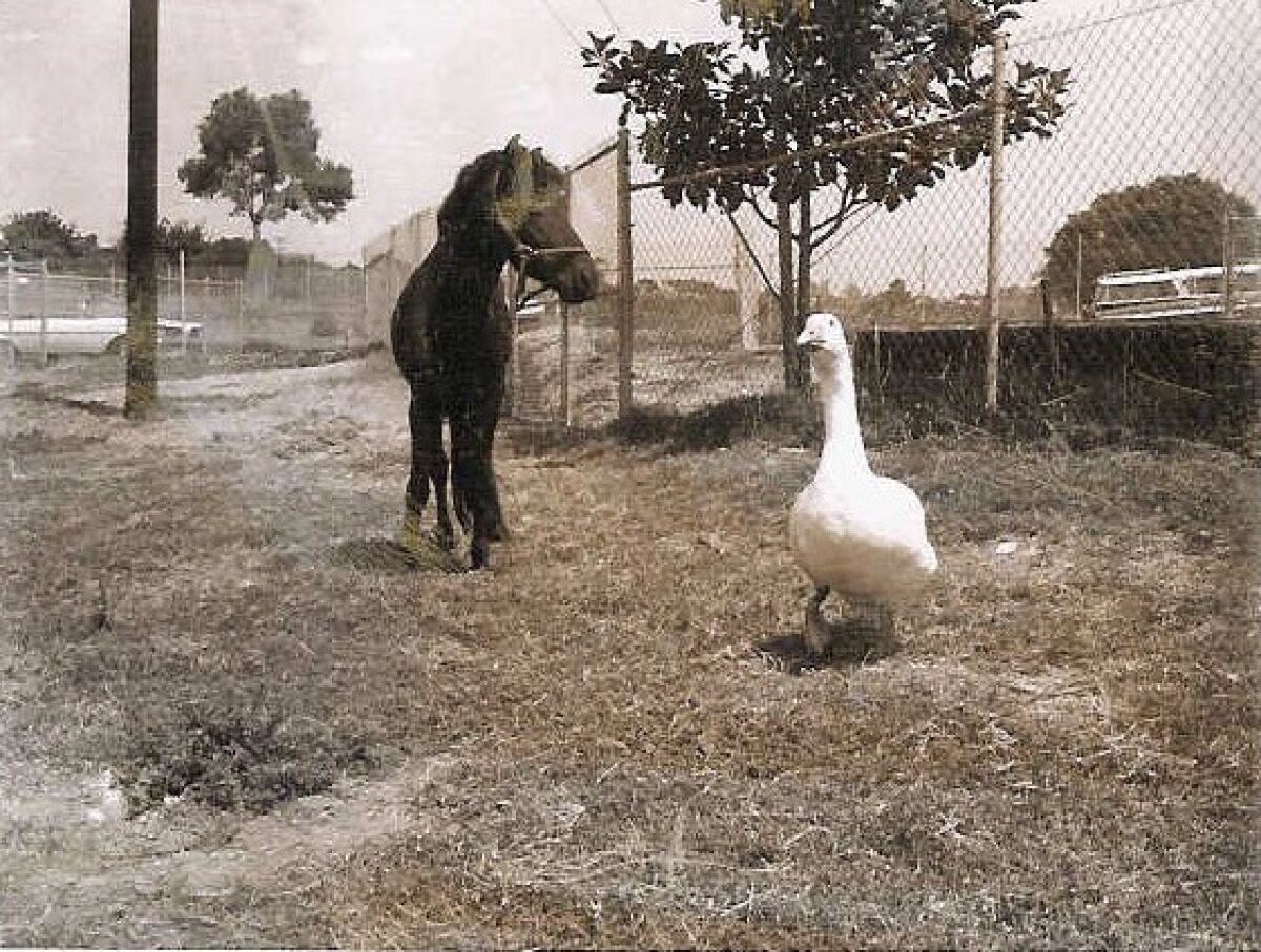 A horse and goose take a walk at the Rancho Coastal Humane Society