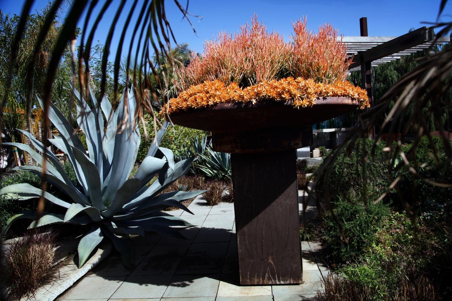 Among the designer's moves: turning an old water fountain into a planter. The pedestal and saucer are now a dramatic focal element, planted with red pencil tree (a cultivar of Euphorbia tirucalli called Sticks on Fire) and cascading clumps of copper-tone stonecrop (Sedum nussbaumerianum).