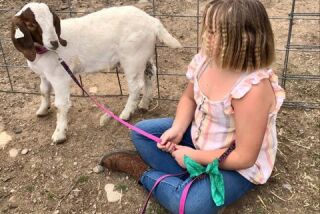 Jessica Long's 9-year-old daughter, identified in court records as E.L., with her goat, Cedar.