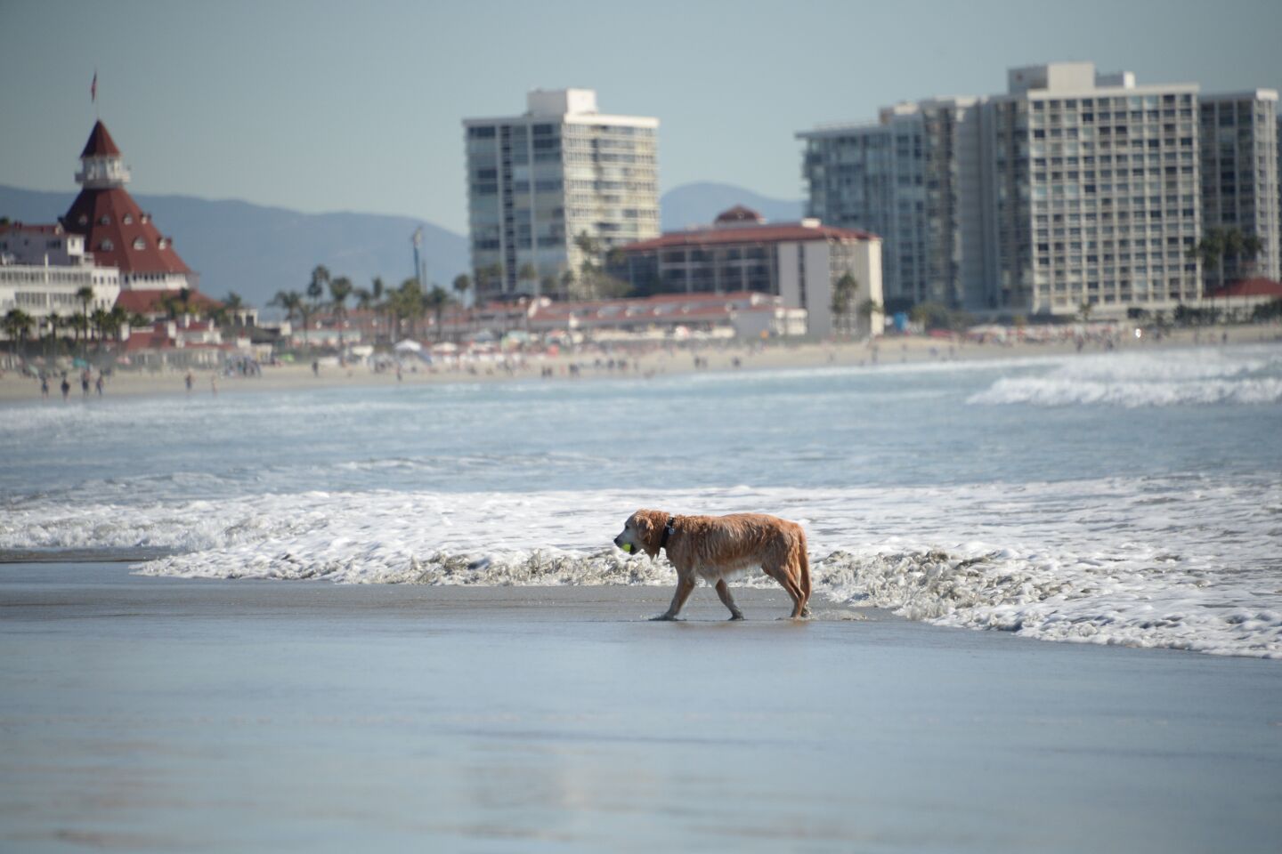 are dogs allowed at coronado beach