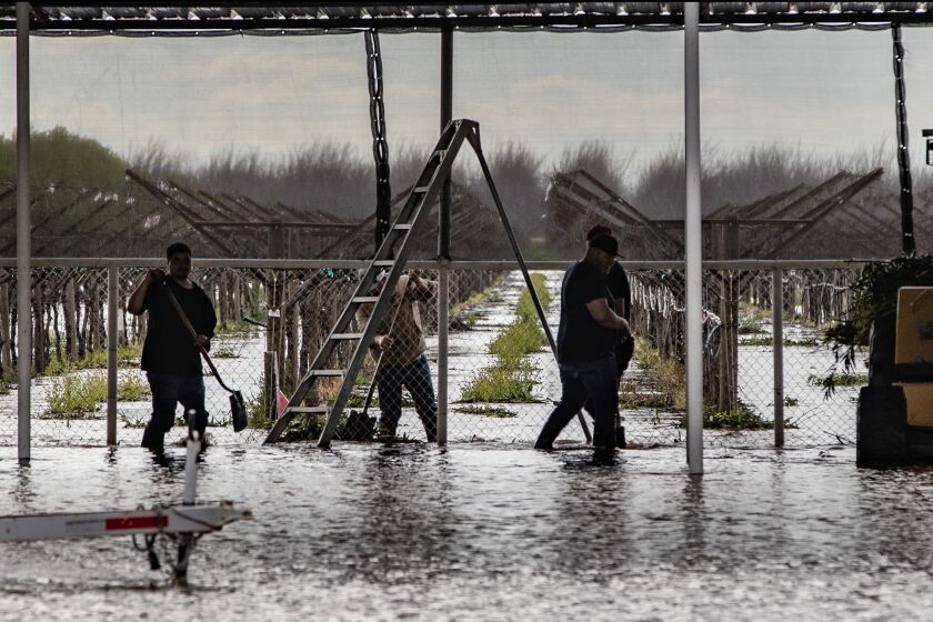 PORTERVILLE, CA - MARCH 15, 2023: Workers clear storm drains in hopes flood waters will recede near orchards off Avenue 216 after Tuesday night's heavy rains on March 15, 2023 in Porterville, California. (Gina Ferazzi / Los Angeles Times)