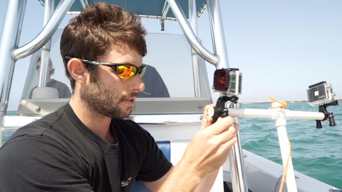 Dan Crear at graduate student in biology at Long Beach State adjusts the GoPro camera set up before submerging it. (Cal State Long Beach Shark Lab)