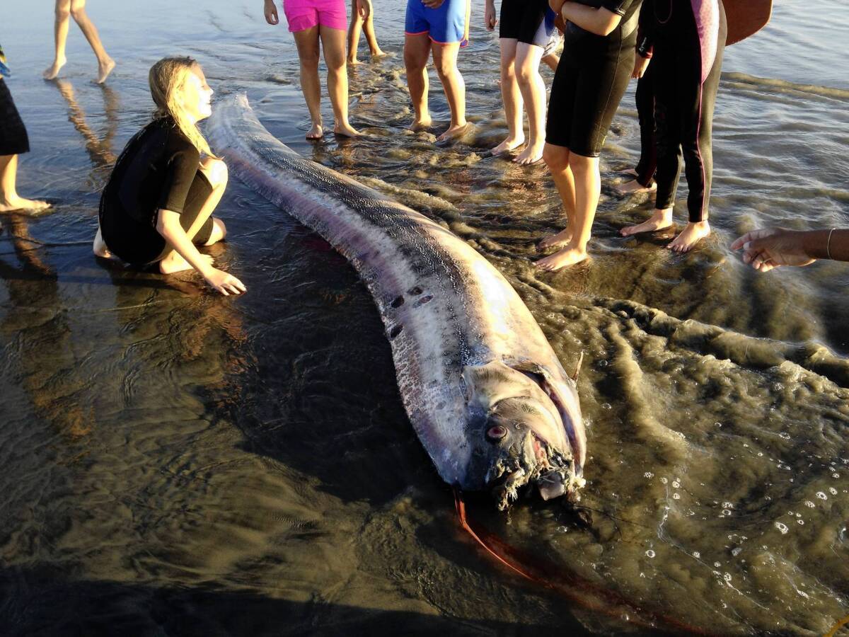 An oarfish that washed up on the beach near Oceanside measured nearly 14 feet.