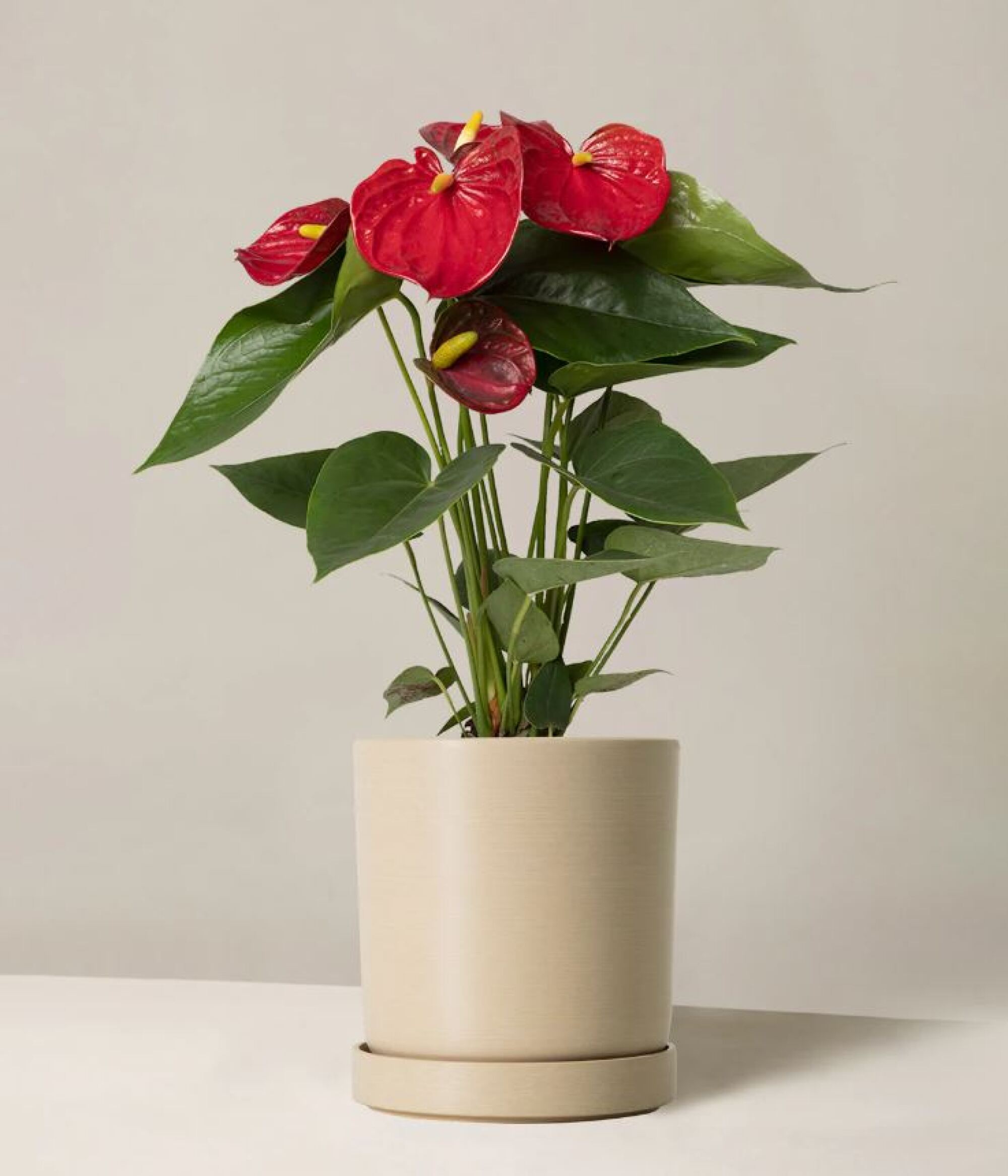 A red anthurium in a pot 