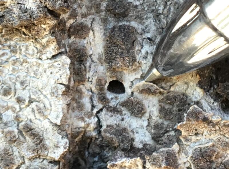 A ballpoint pen points to a D-shaped hole in the bark of an oak