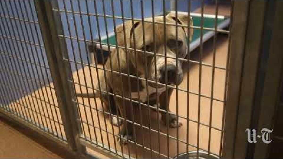 pit bull who seriously injured man had
