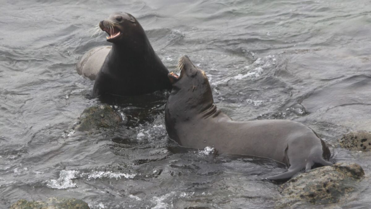 Two sea lions in the waters off La Jolla Cove beach bark and play on July 31.