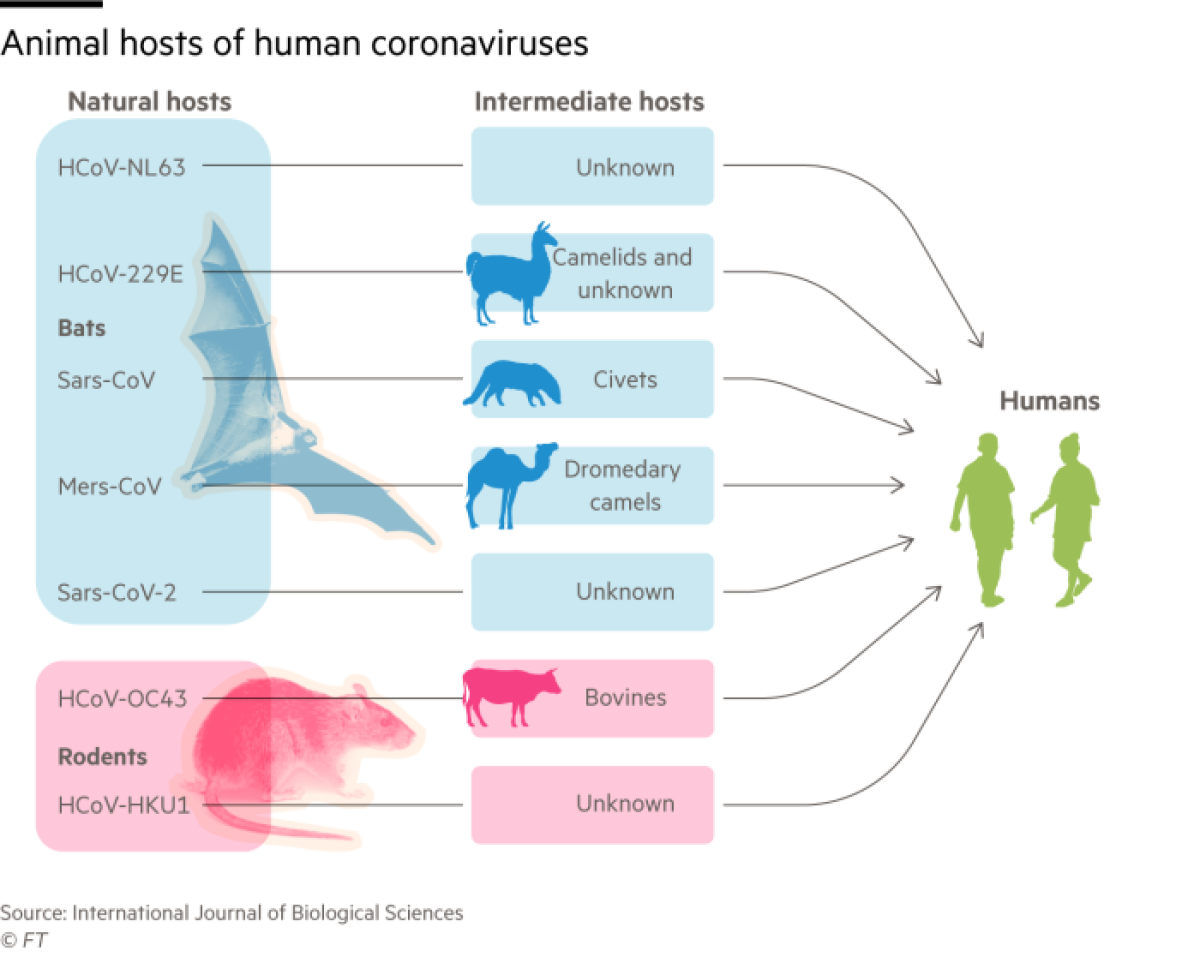 A graphic showing animal hosts of human coronaviruses.