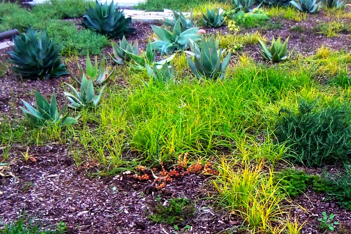 A bright green patch of nut grass infects a California-friendly, drought-tolerant garden that has been overwatered and planted in compacted soil, conditions that help the weed thrive.