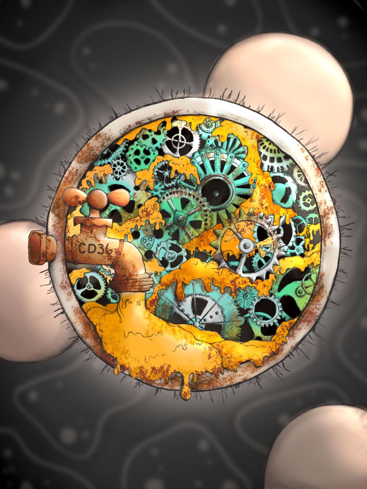 Kaech's daughter, Jaden Shadel, made an illustration that shows how the bad fat inhibits T-cells.