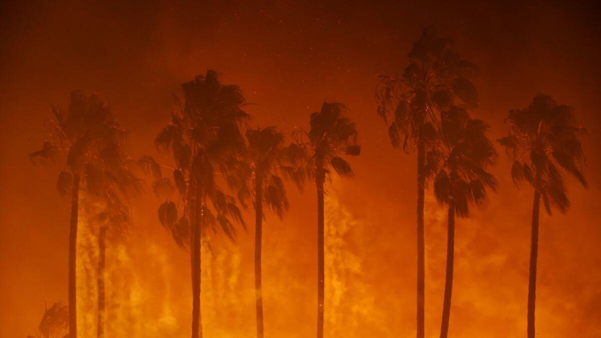 Flames and smoke engulf palm trees in Ventura during the Thomas fire on Dec. 5, 2017.