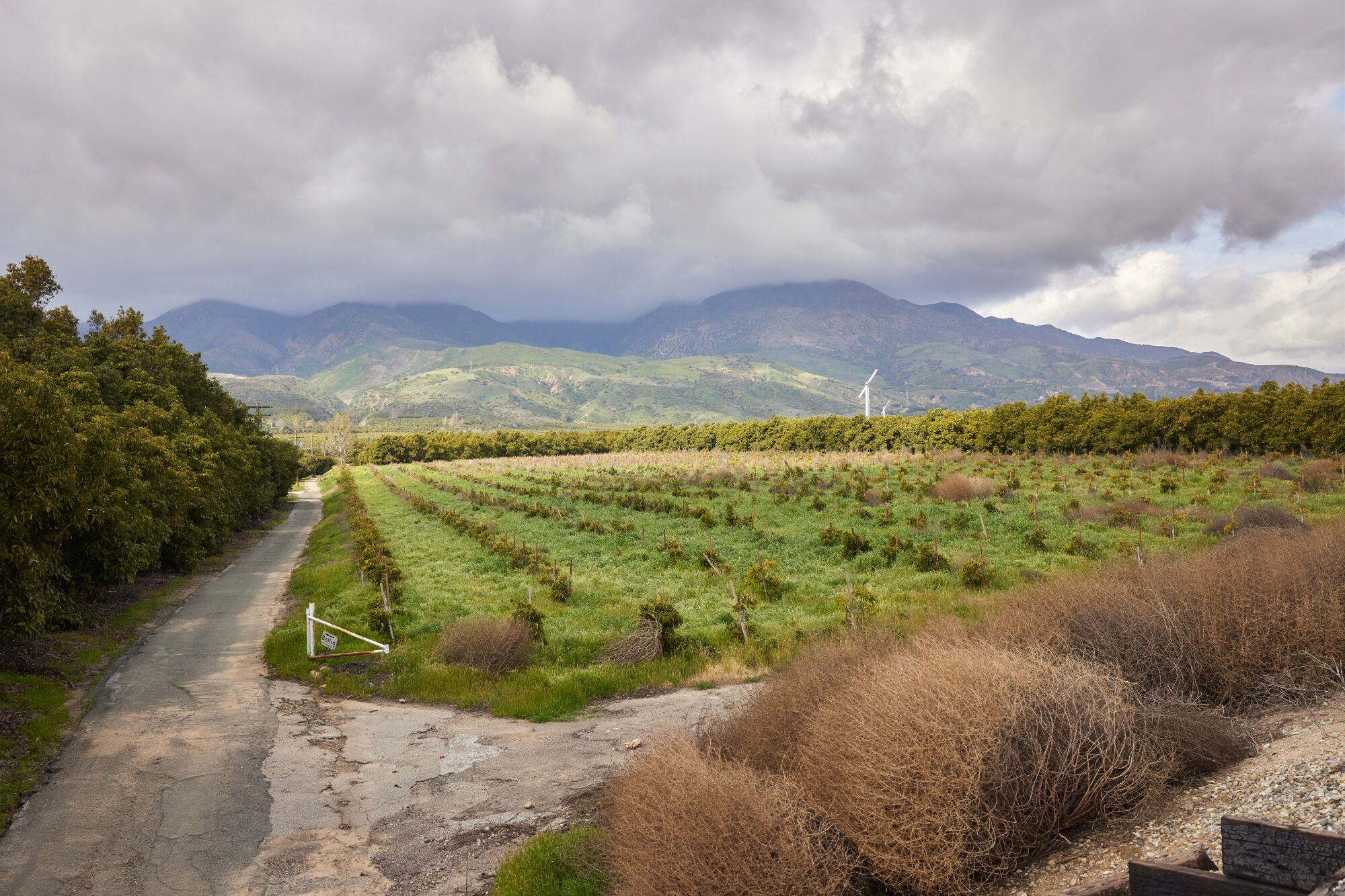 A landscape photo of a grove of young trees, with grassy mountains in the background.