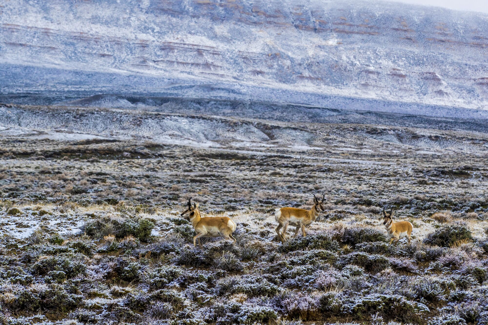 Pronghorn cross the snowy landscape near Overland Trail Ranch. 