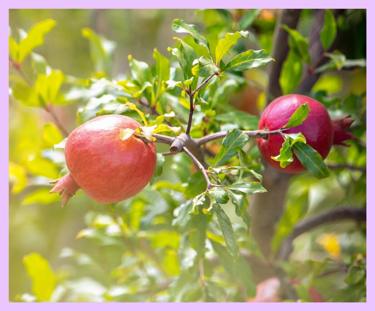 Two pomegranates on a tree branch. 