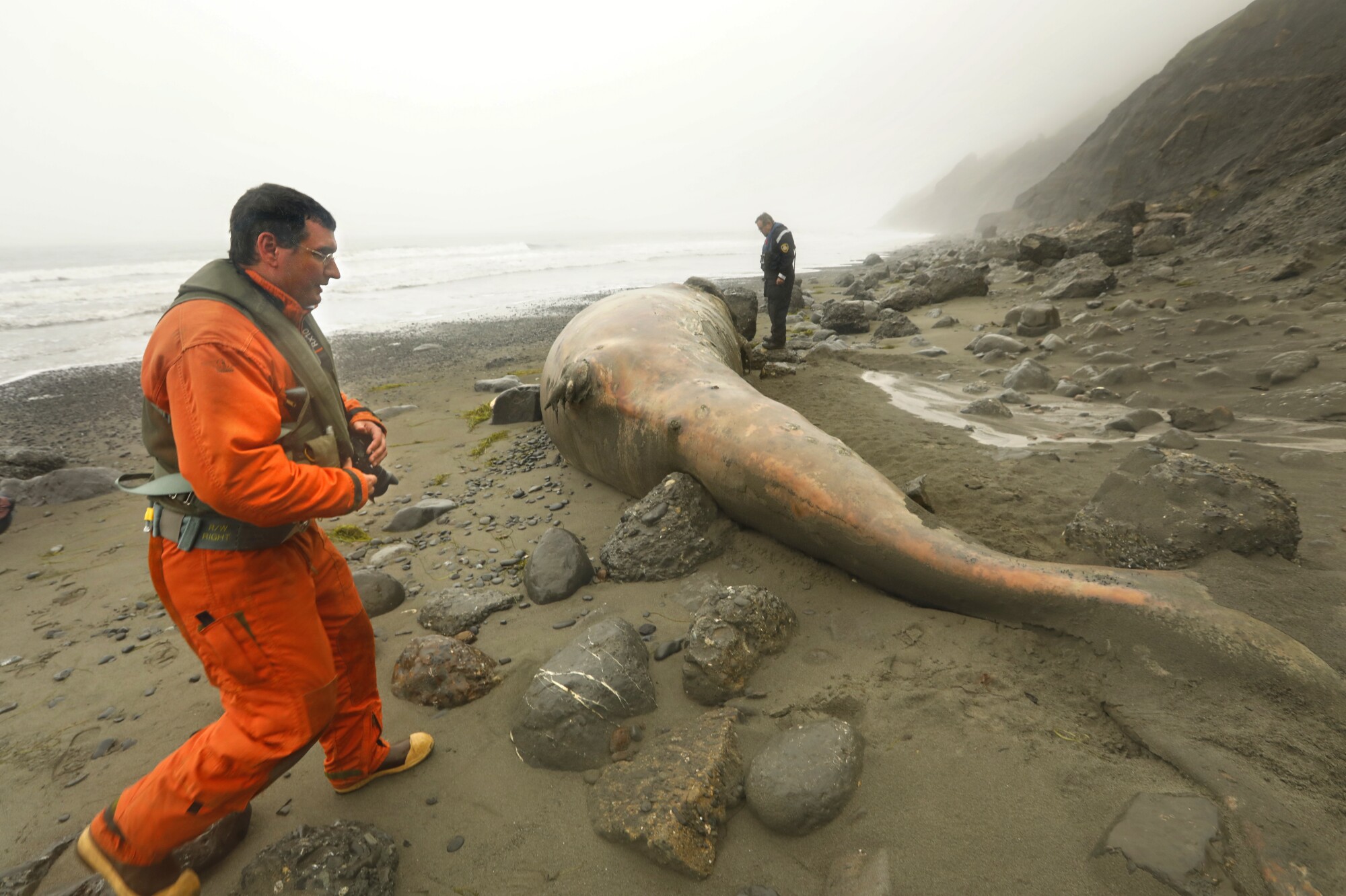 Two men checking a dead gray whale on a rocky beach