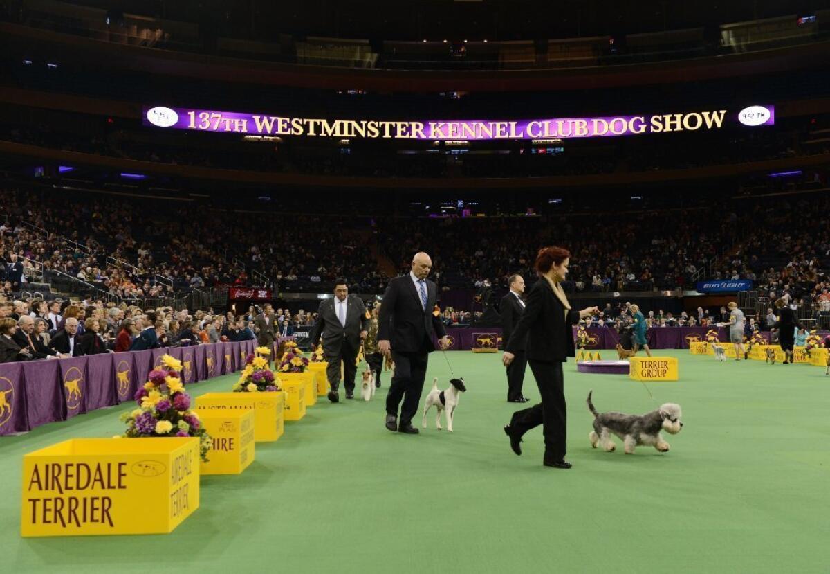 Dogs compete at this year's Westminster Kennel Club Show.