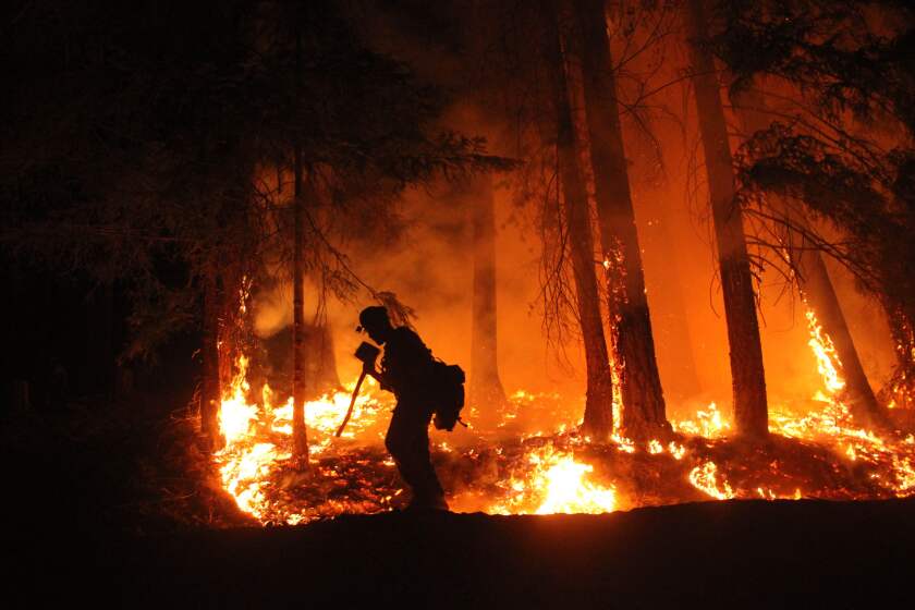 Lassen Hotshot shields his face with his tool as he walks past fireline on the northwest flank above Ruth Valley.