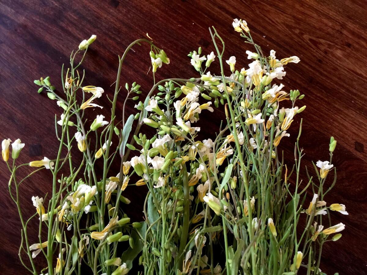 Flowering kale from Windrose Farms