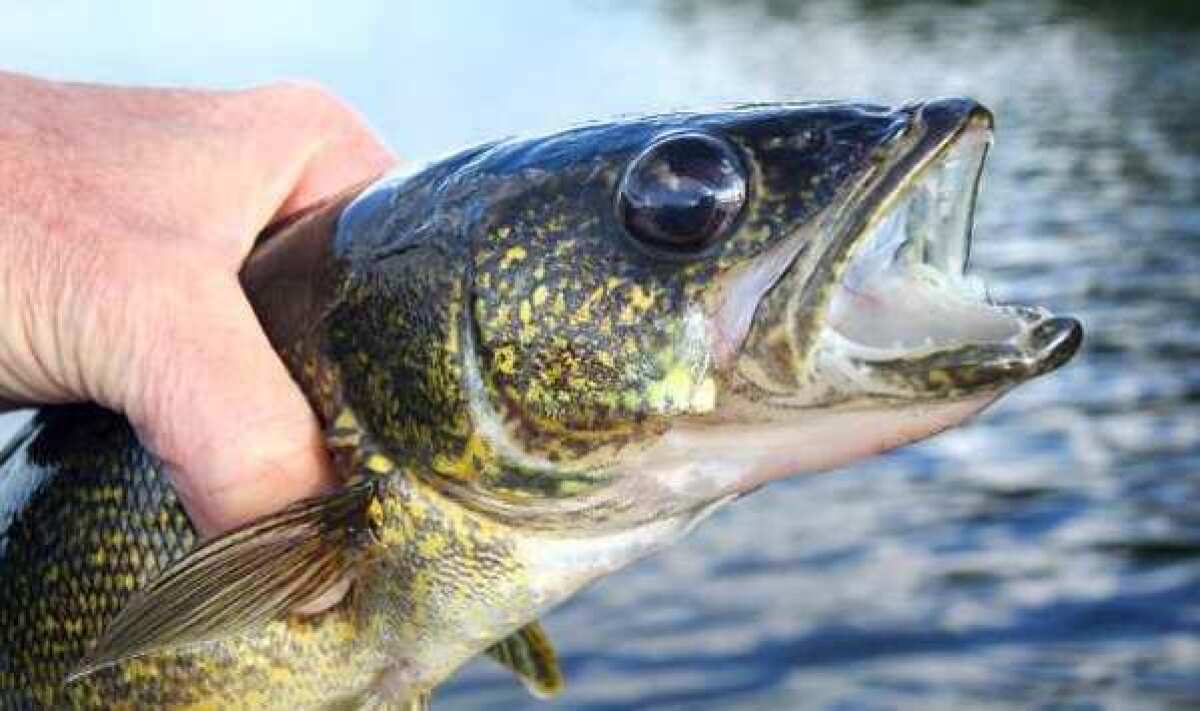 A walleye in Silver Bay, Minnesota. By 2018, fish farmed for consumption is expected to exceed fish caught in the wild.
