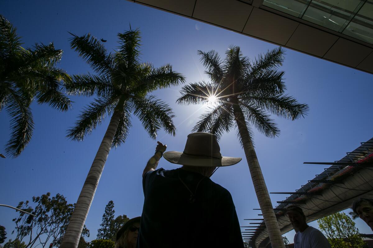 Larry Black  points out Cuban royal palms near South Coast Plaza during a palm tour Thursday.