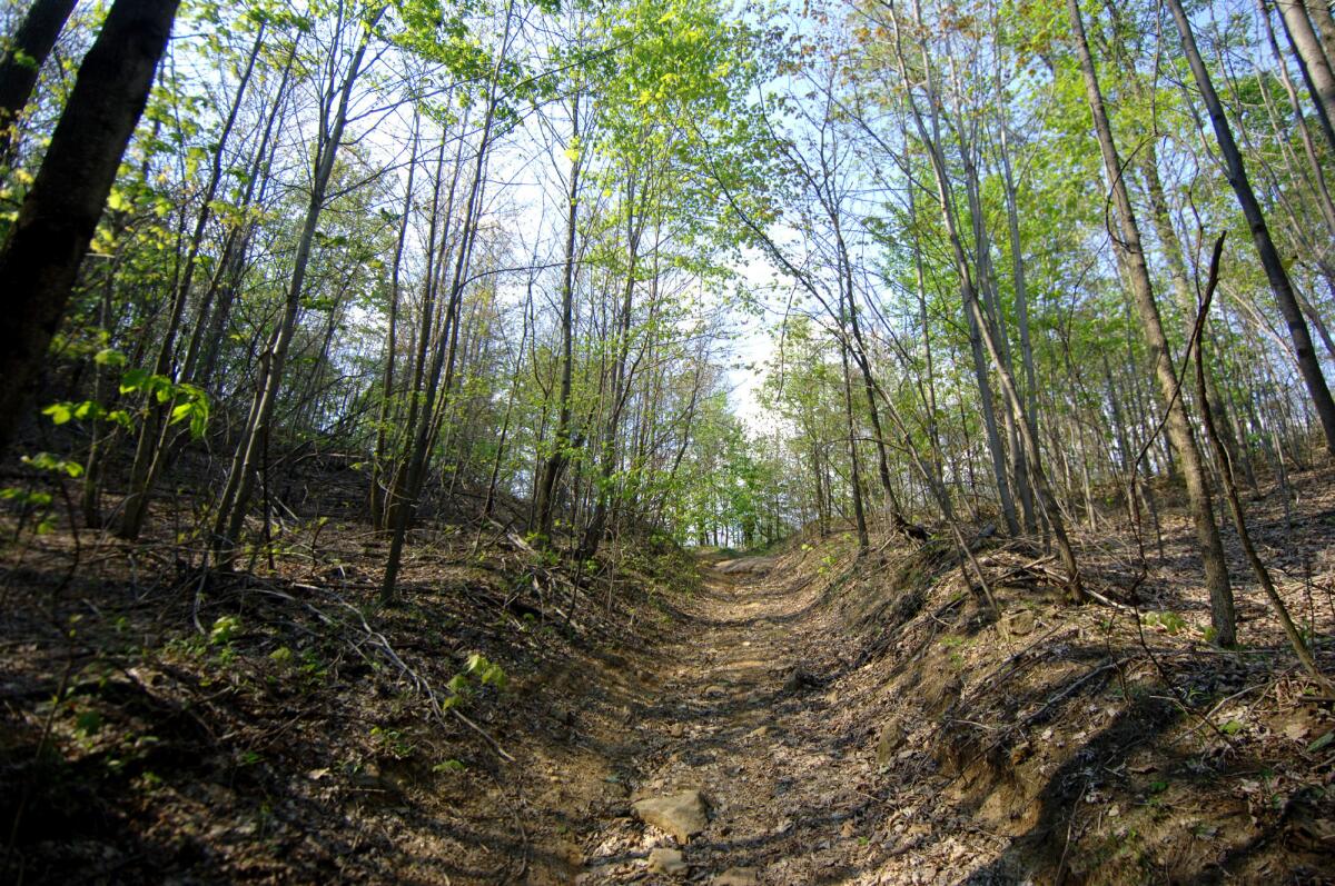 A rocky utility road leads to the top of West Virginia's Blair Mountain, where sheriff's deputies and mine guards battled thousands of union miners in August and September 1921. Today's fight is over whether to mine the mountain or preserve it.