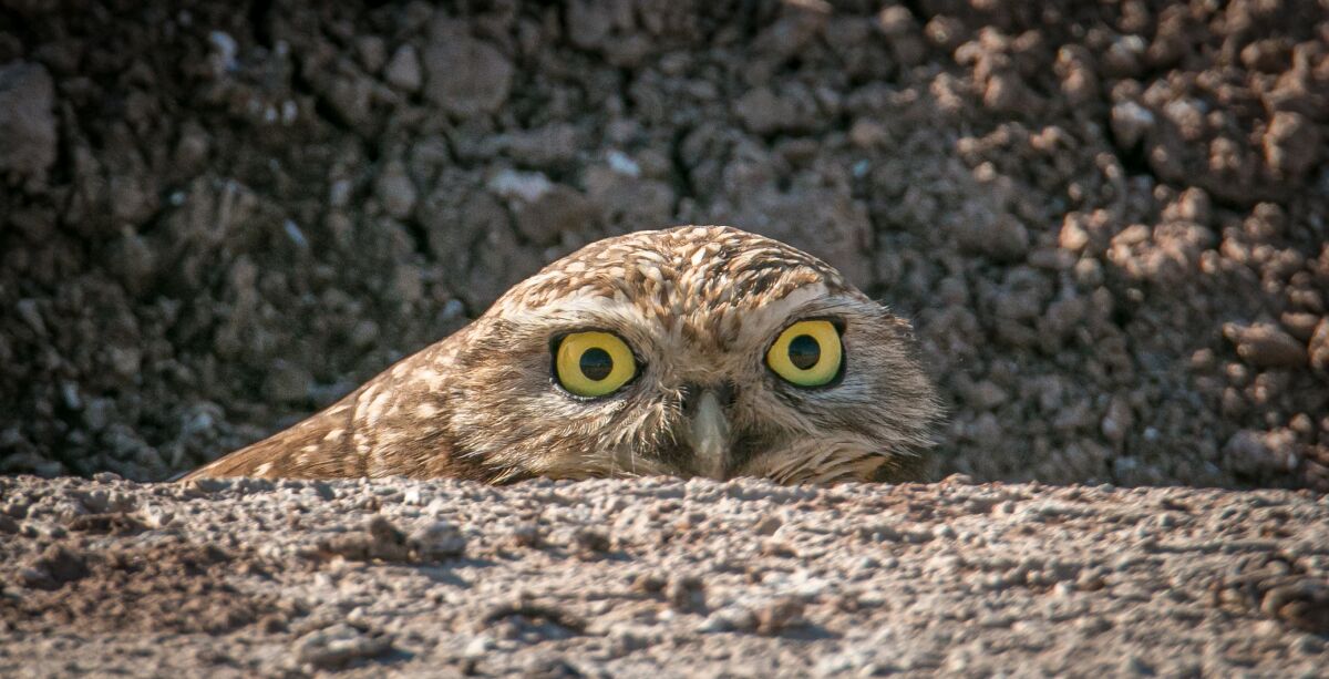 A burrowing owl at the Salton Sea.