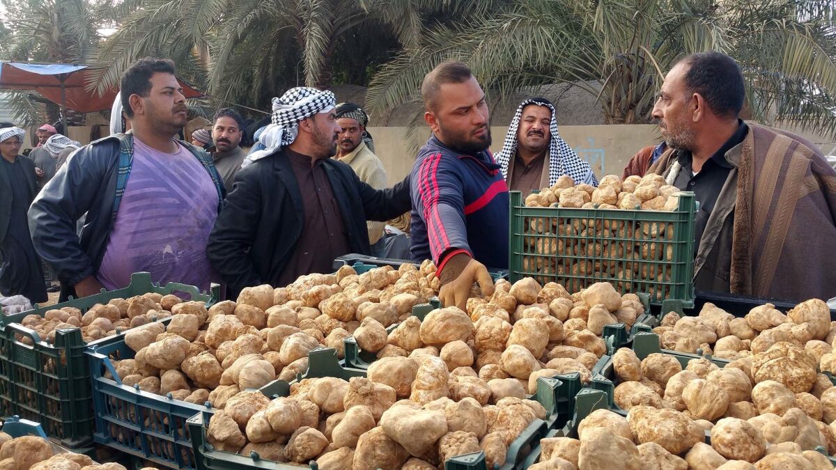 Truffle season is fleeting, lasting a mere three months in the arid lands of Iraq and Syria.