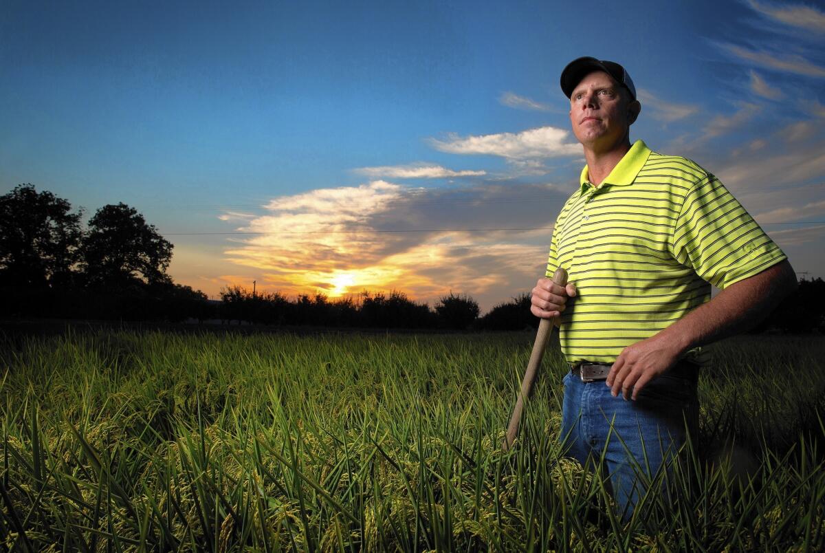 Josh Sheppard, a fourth-generation rice grower in Biggs, Calif., about 60 miles north of Sacramento, said he would welcome Chinese buyers because they probably would pay more for his grains than U.S. customers.