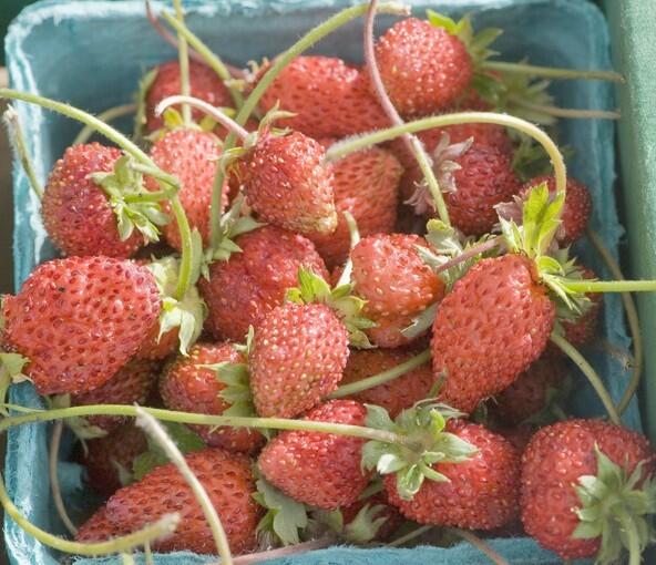 Wild strawberries grown by Pudwill Berry Farms in Nipomo at the Santa Monica farmers market.