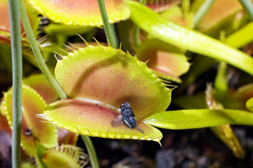 Mission Viejo, CA - May 26: A fly inside the Venus flytrap is photographed at David Fefferman's home nursery on Thursday, May 26, 2022 in Mission Viejo, CA. Fefferman is one of the largest collectors and growers of carnivorous plants in Southern California. (Dania Maxwell / Los Angeles Times)