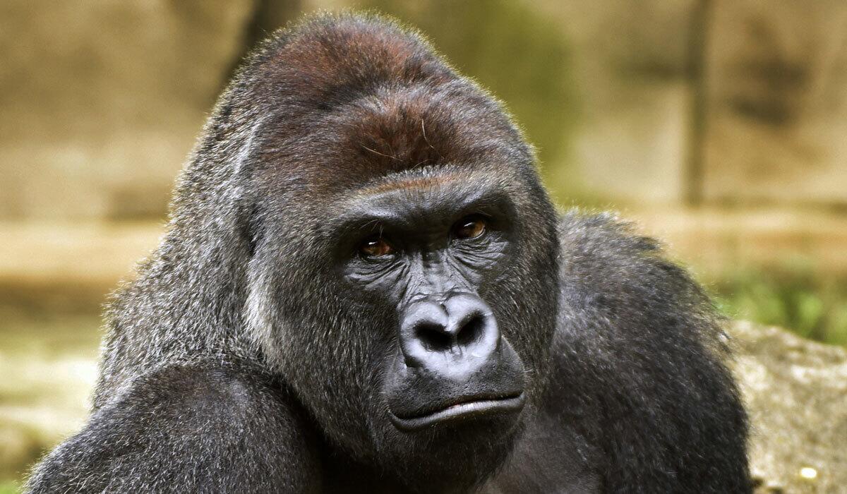Harambe at the Cincinnati Zoo in June 2015. The western lowland gorilla was shot and killed after a child climbed into his enclosure this year.