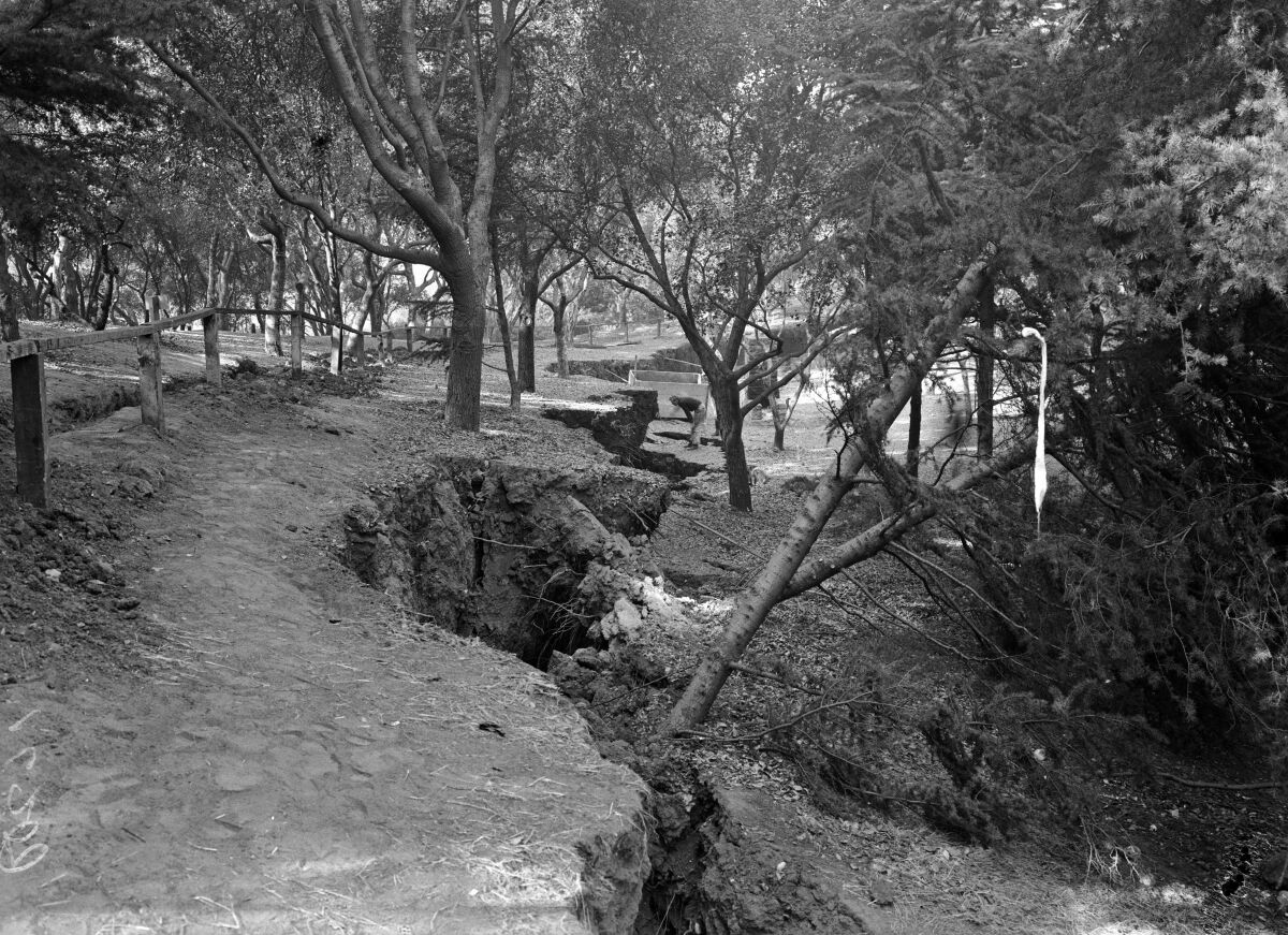 Close-up of a deep crack that extends along the ground amid trees.