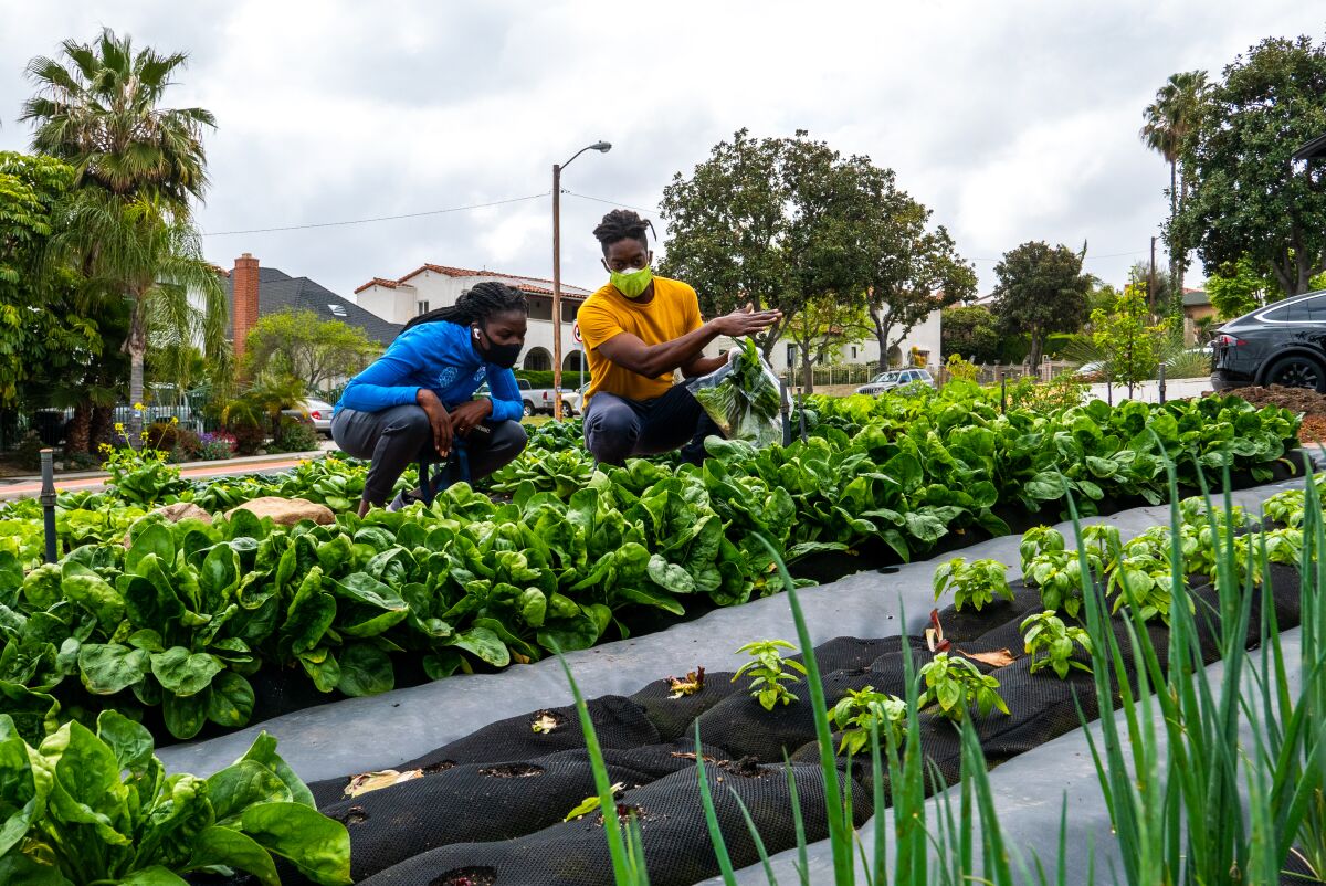 Two people talk among rows of green vegetables growing