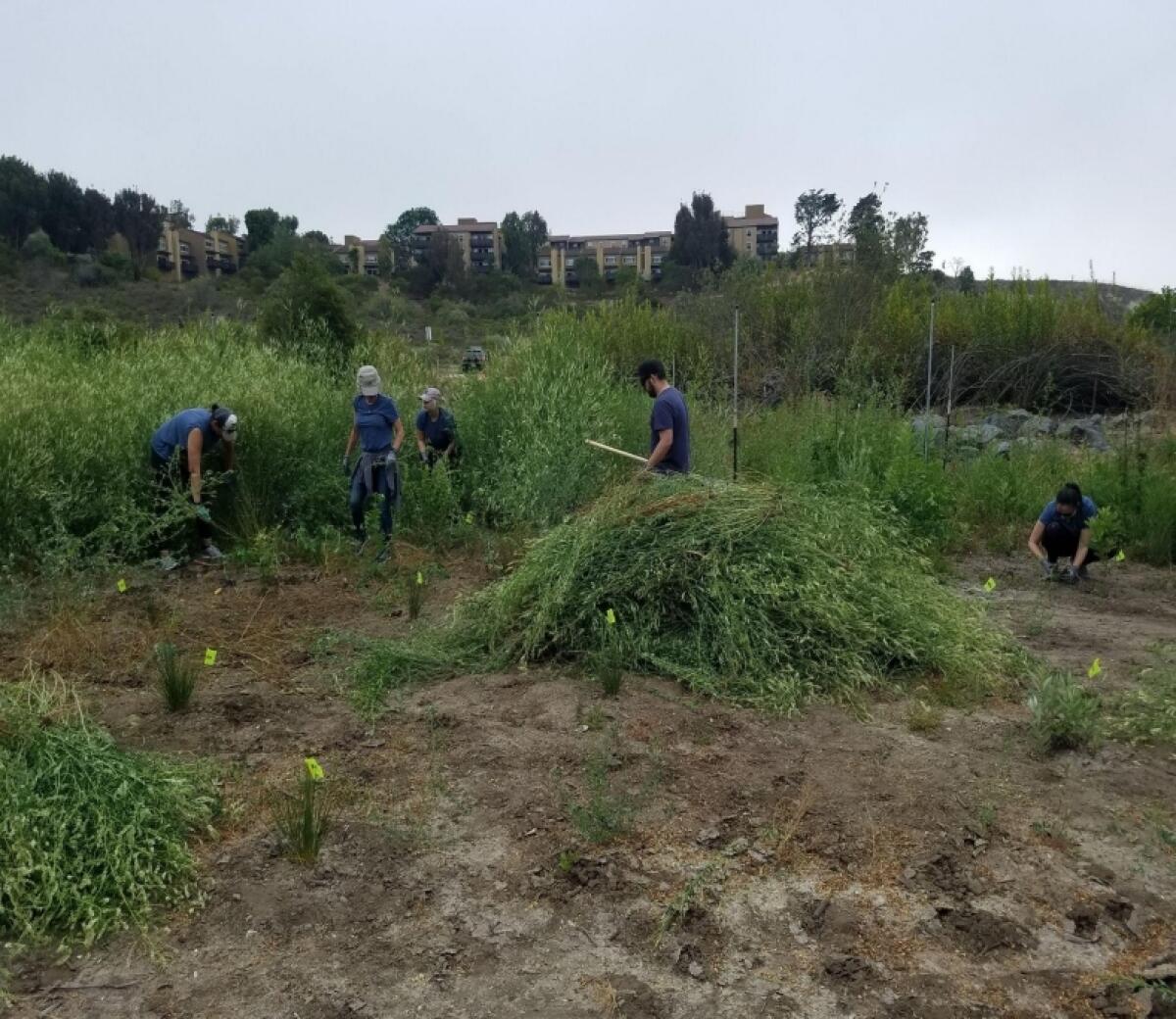 Volunteers clear out the land during the second phase of the Big Canyon restoration project.