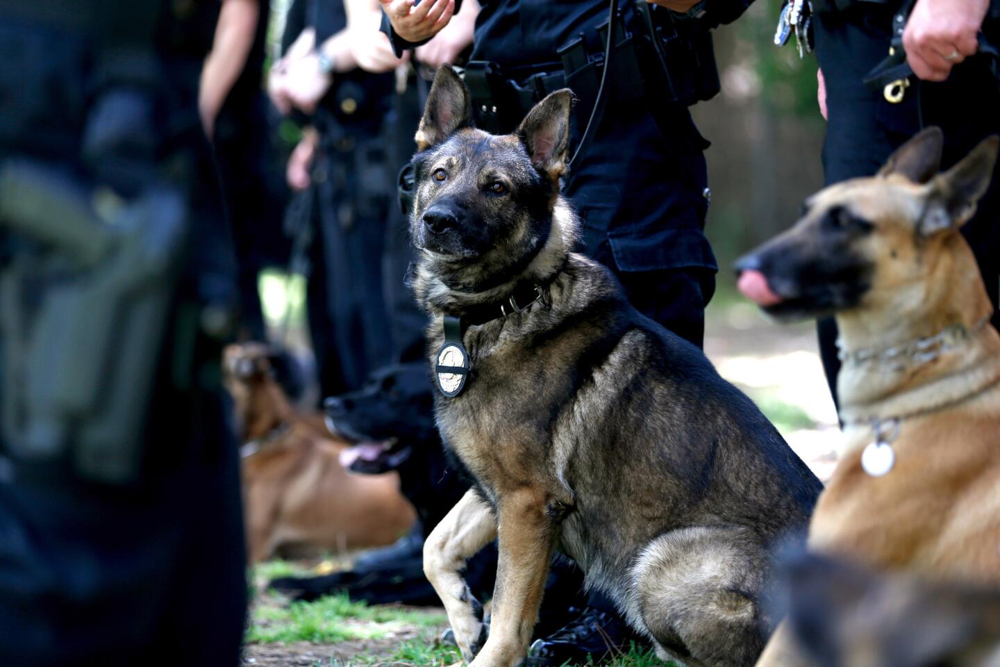 Police dog memorial